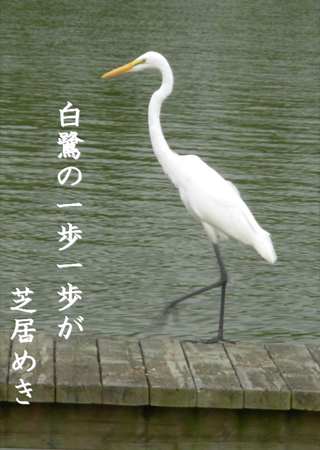 白鷺の一歩一歩が芝居めき
